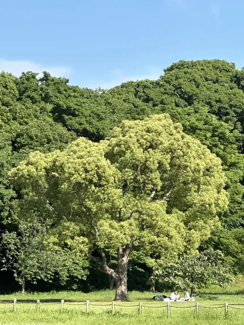 Fukuoka | Ohori Park 🌿