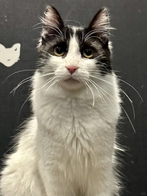 🇬🇧 London’s Purr-fect Cat Café: Java Whiskers 🐾