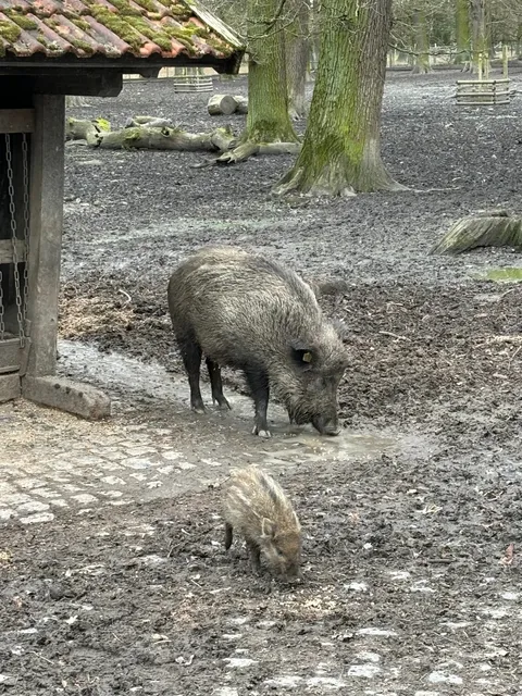 🇩🇪 Hanover's Perfect Weekend Escape - Eilenriede Forest Park💛💛