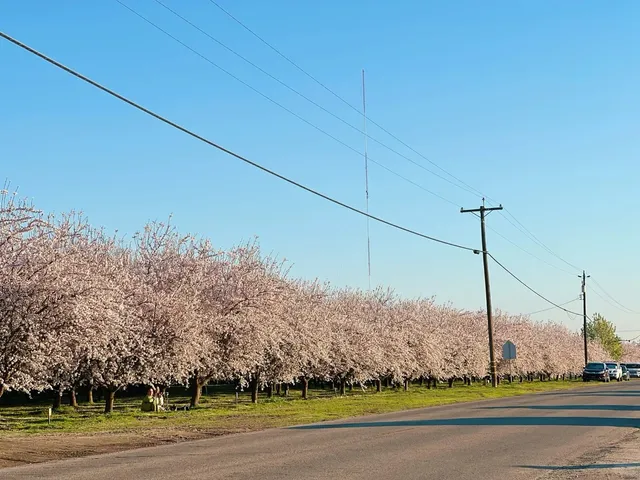 Fresno Blossom & Family Day Trip 🌸👨‍👩‍👧‍👦