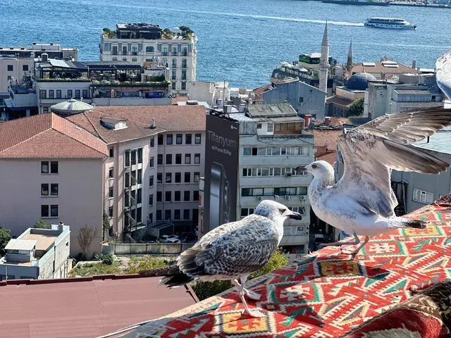 🇹🇷 I Took My Best Life Photo in Istanbul! Seagull Rooftop = MAGIC!
