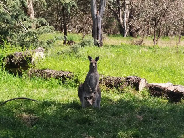 Bundaberg: Australia’s Wildlife Wonderland 🦘🌿
