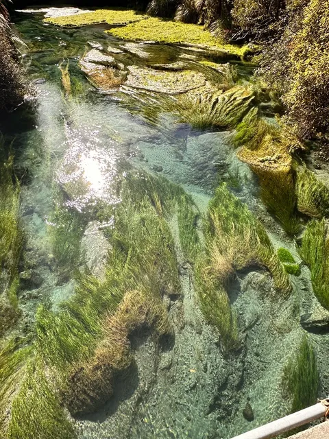 🇳🇿 North Island Must-See: Blue Spring (Te Waihou Walkway)