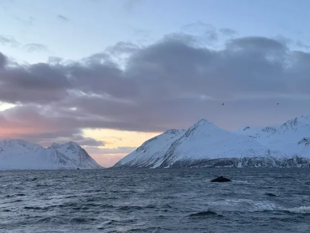 🇳🇴 Tromsø Whale Watching Success! (Jan 2025 Guide)