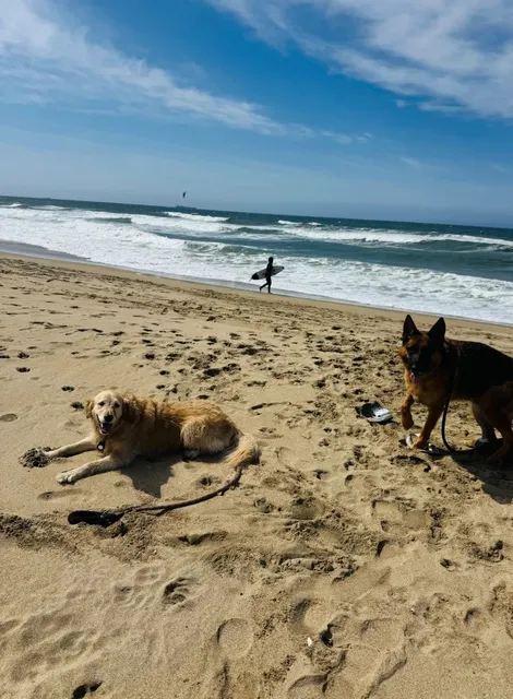 Los Angeles’ Dream Beach Park Made Just for Dogs 🏖️🐕