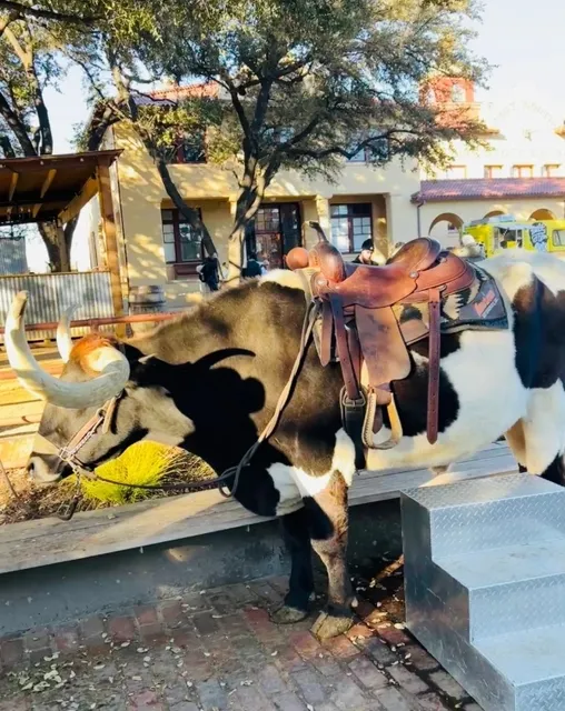 Dallas Cowboys Are Amazing 🤠