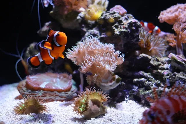 🐠🌊 New England Aquarium: Boston’s Underwater Wonderland!
