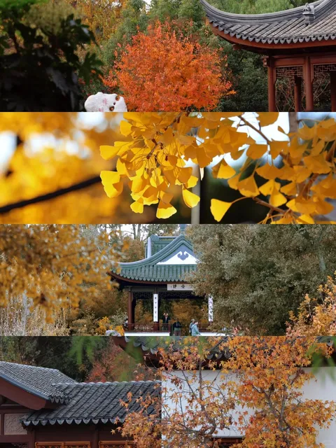 Catching autumn in Los Angeles 🍂 