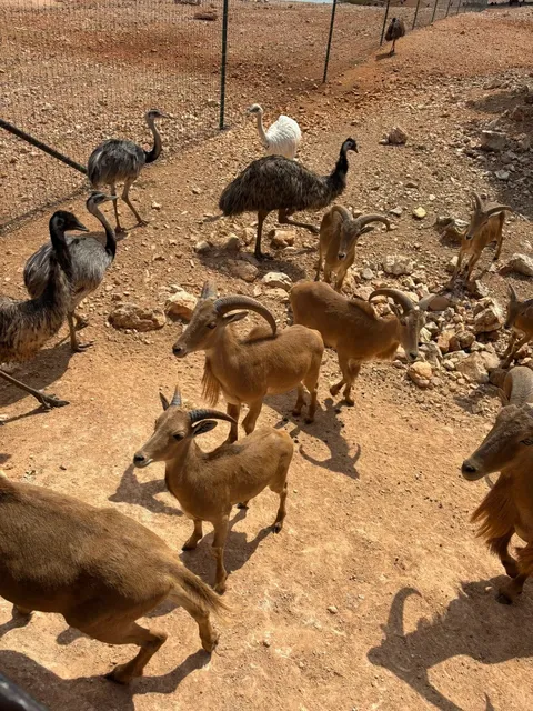 🌞 Exotic Resort Zoo Safari: Wild Fun for Little Explorers! 🦒