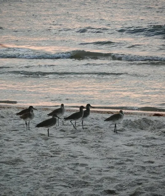 🇺🇸 Tampa | Stunning Sunsets in Tampa, Florida