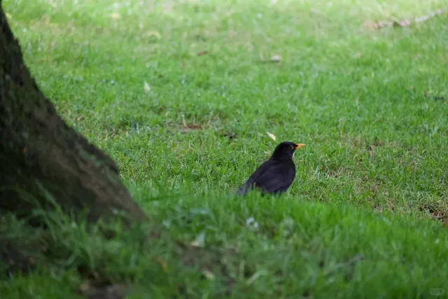 🇩🇪 "Quiet Please... We're BBQ-ing!