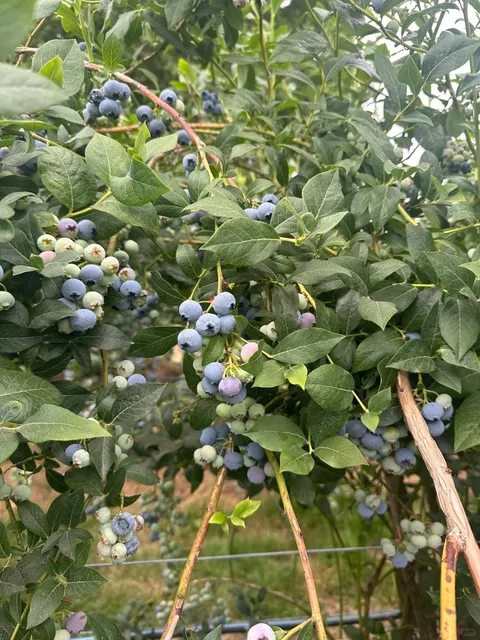 ​​Mountainview Blueberry Farm | Seattle's Sweetest Hour-Drive Escape 