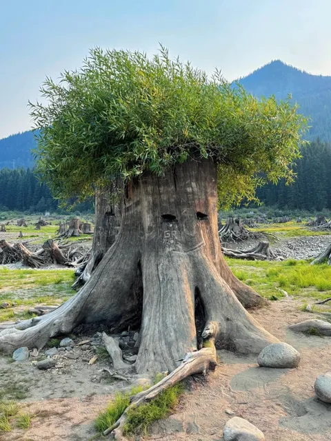 Seattle's Adorable Tree Stumps