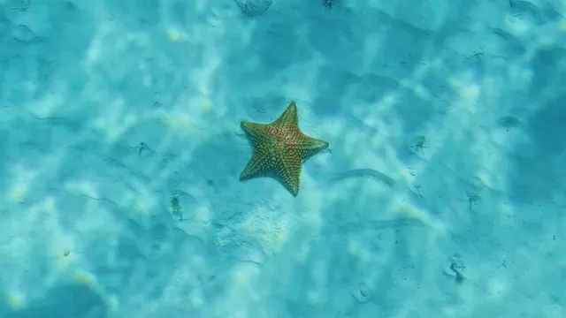 🌊🐚 Cozumel’s El Cielo Beach: Mexico’s Glassy Paradise! 🏝️💎