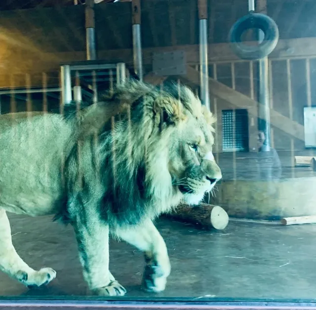 🦁 Denver Zoo | Half-Price Family Fun Guide to Exploring Denver Zoo 