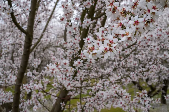 Modesto Almond Blossoms｜A Springtime Sea of Flowers in California