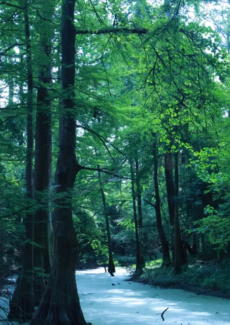 🌿 Houston's Wizard of Oz | A Palette of Monet's Garden