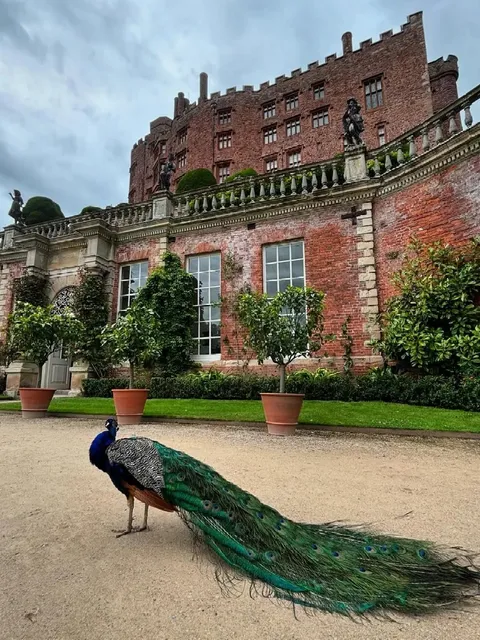 🇬🇧 Don't Miss This PEACOCK PARADISE Castle in the UK! 🦚🏰