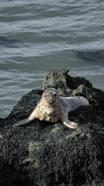Guide to Spotting Seals at St. Mary’s Lighthouse, Newcastle 🦭