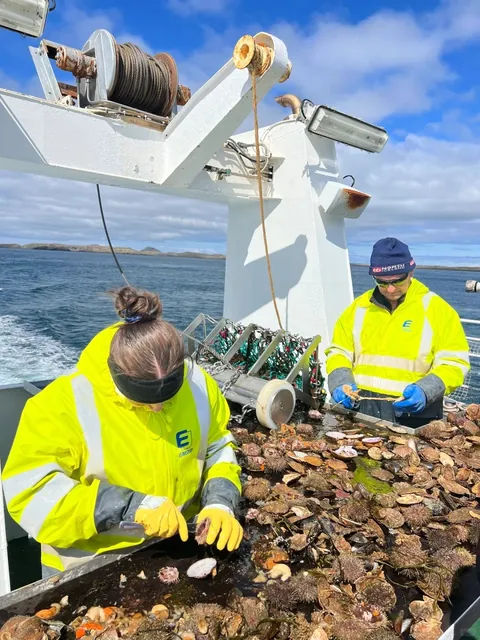 🇮🇸 Iceland's Seafood Bounty: A Gourmet Guide