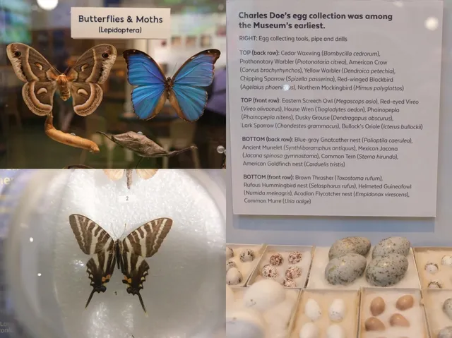 🇺🇸 Florida | Gainesville | Must-Visit Museums at UF 🎨🦋