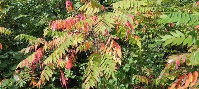 Minnehaha - Where the Laughing Waters Fall (1)🌟