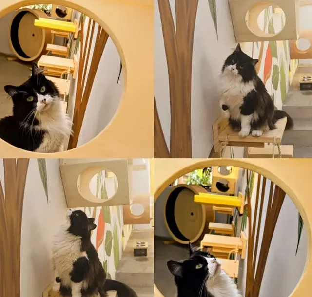 Gateita Cat Cafe🐱 in Sao Paulo