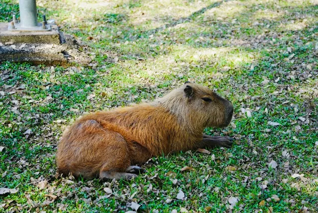 Sǎo Paulo Wilde Capybara