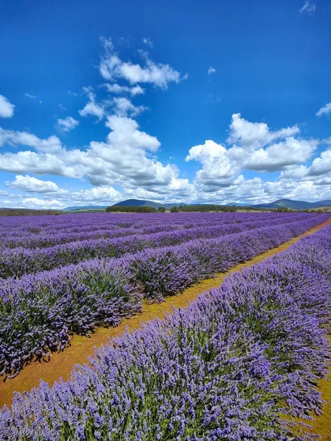 Launceston: Where Whispers of Wilderness Meet Urban Poetry！🌄