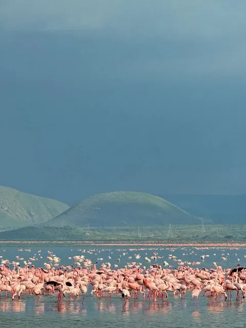 Lake Elementaita & Nakuru: A Flamingo Paradise in Kenya
