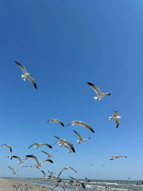 🏖️ Best Beach in Houston Is Right Here!