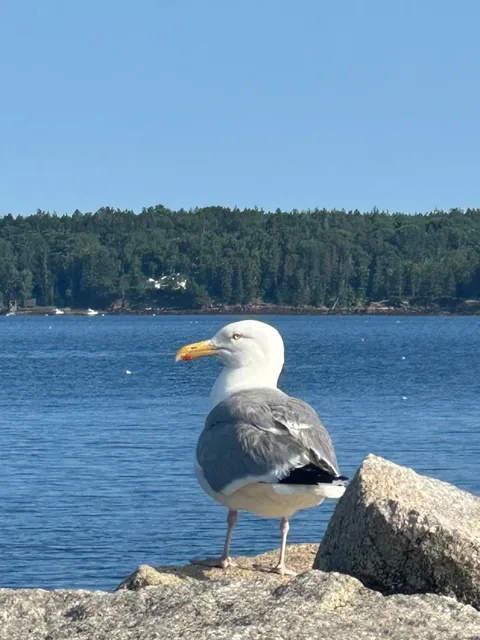 📍 Portland, Maine Vacation 🦞🌊