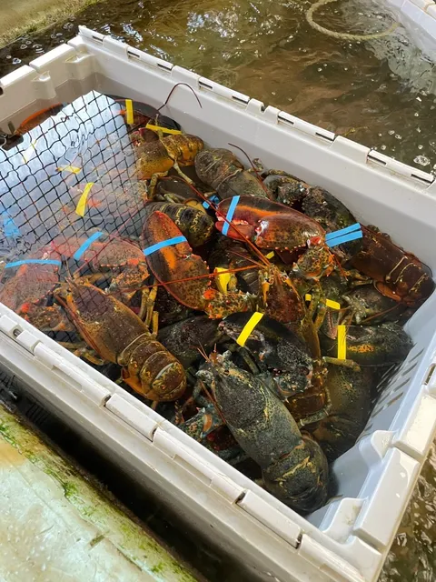 Is Maine Lobster Actually That Good? 