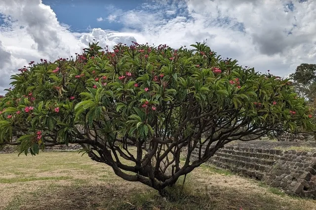 Teopanzolco Archaeological Zone: Ancient Traces in the City