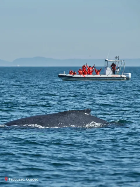 Whale Watching in Quebec: A Magical Encounter You Can't Miss! 🌊🐋