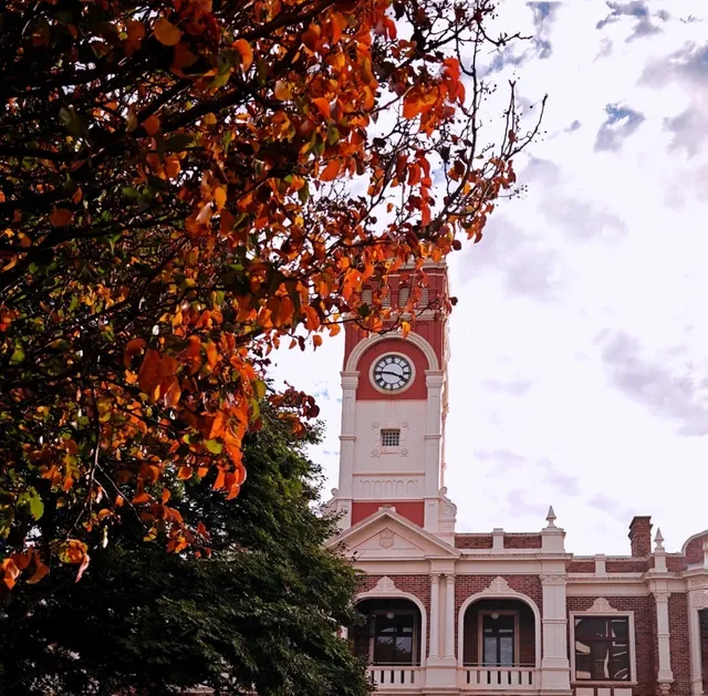 Sun-Kissed Strolls Through Toowoomba ☀️🌿