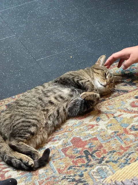 🇬🇧 The Ultimate Feline Therapy in Central London 🥹🫶