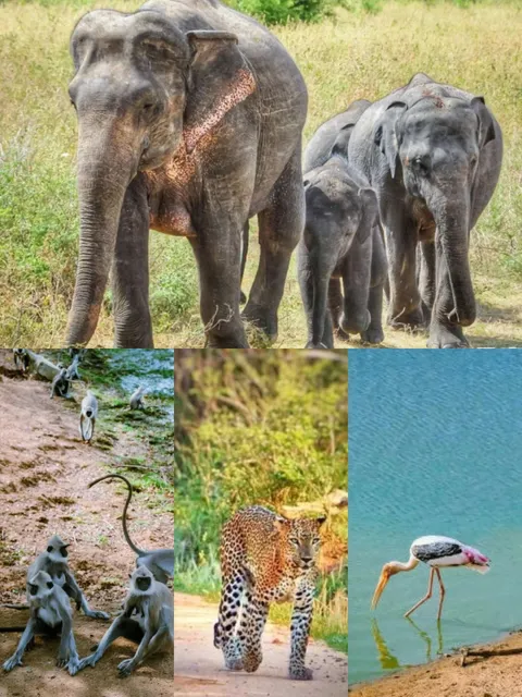 Sri lanka  travel guide