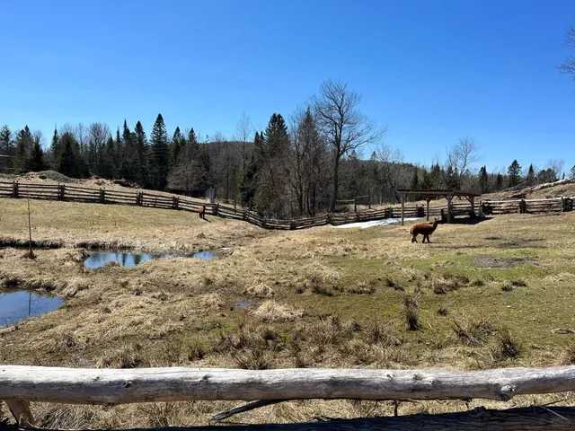 🇨🇦 Quebec's Parc Omega | Ultimate Deer Feeding Adventure! 🐺🦌