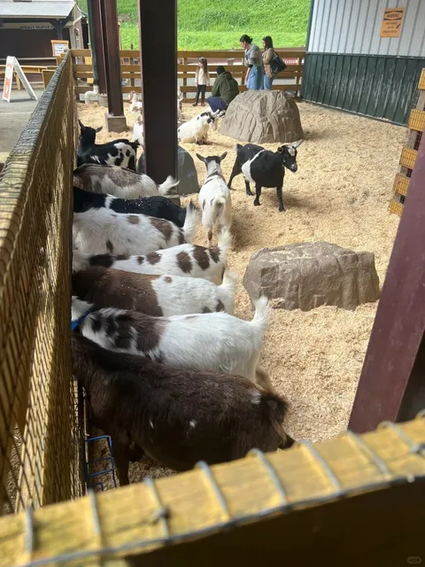 Bay Area Family Fun | Off-Season Visit to Lemos Farm 🐑