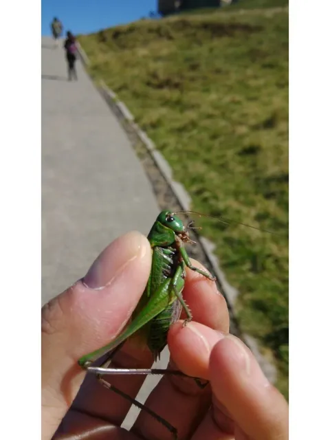 🇫🇷 Puy de Dôme: France’s Secret Volcanic Paradise ⛰️✨