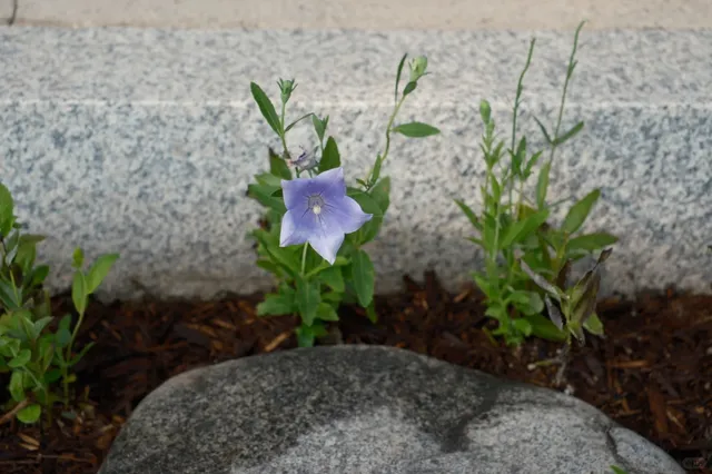 Kinkakuji Temple 🌸🌺