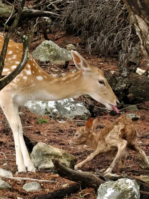 🐾 Family Fun Alert: Dallas Zoo – Texas’ Largest Wildlife Paradise! 🌿