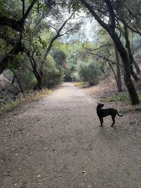 Dog-Friendly Trail Near LA | This Hidden Gem in San Dimas is Amazing! 