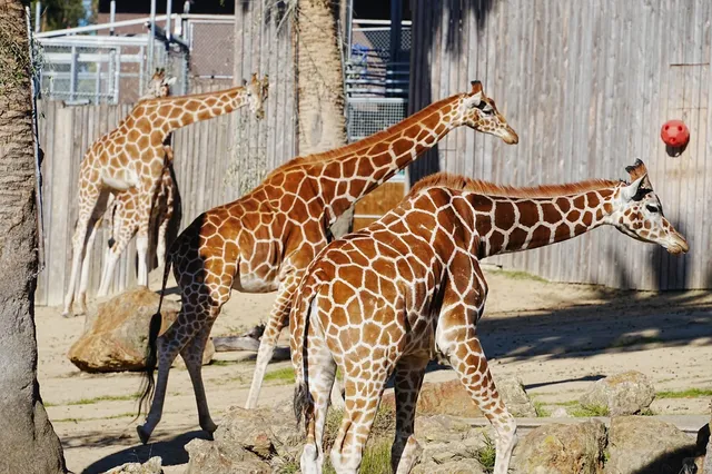 Bay Area Family Fun | Oakland Zoo Glowfari Daytime Guide 🌟