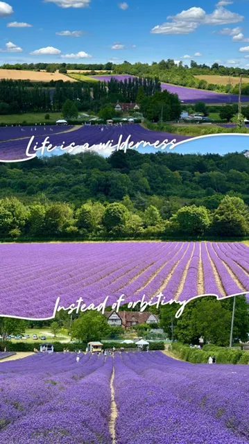 ​​🇬🇧 Lavender Fields Near London: Castle Farm​​