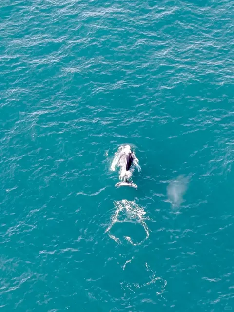 🇧🇷 Whale Watching near São Paulo: A 3-Hour Adventure to Remember! 🐋