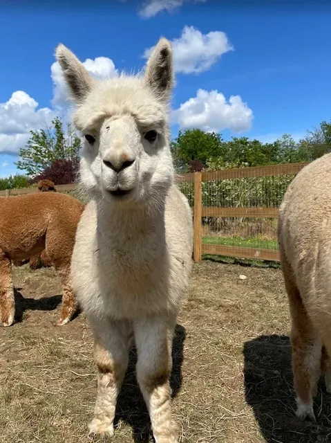 🇨🇦 Vancouver Weekend Escape | Family Fun at Maan Farms 🐐  