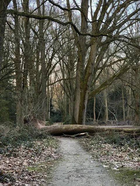 🇳🇱 Coffee in the Woods: Eindhoven’s Hidden Forest Café 🌳☕