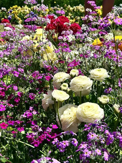 Toowoomba Flower Festival Photo Tour Guide 🌸📸